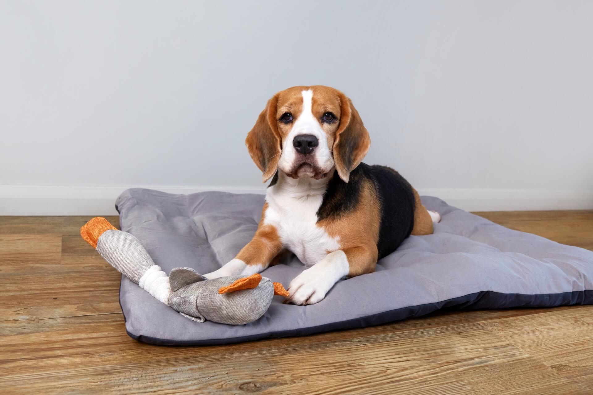 Fountain Valley Veterinary Clinic Mobile